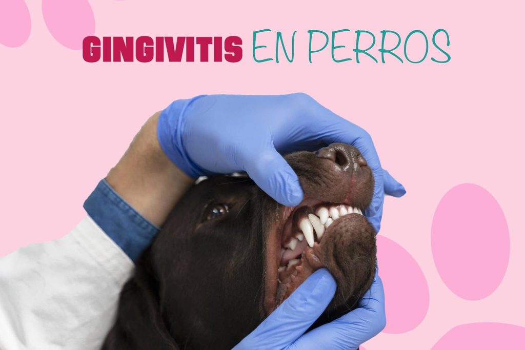 Gingivitis en perros Clínica Veterinaria Roig